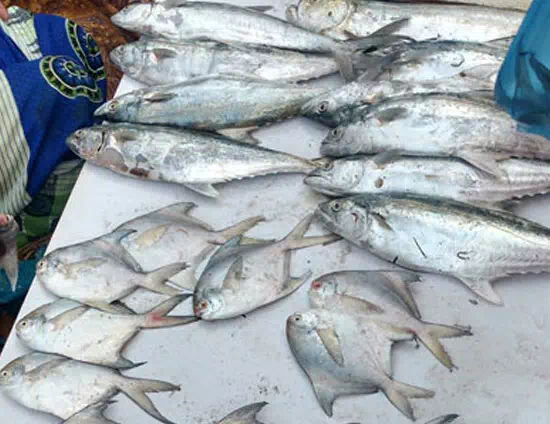 Kelva Fish Market